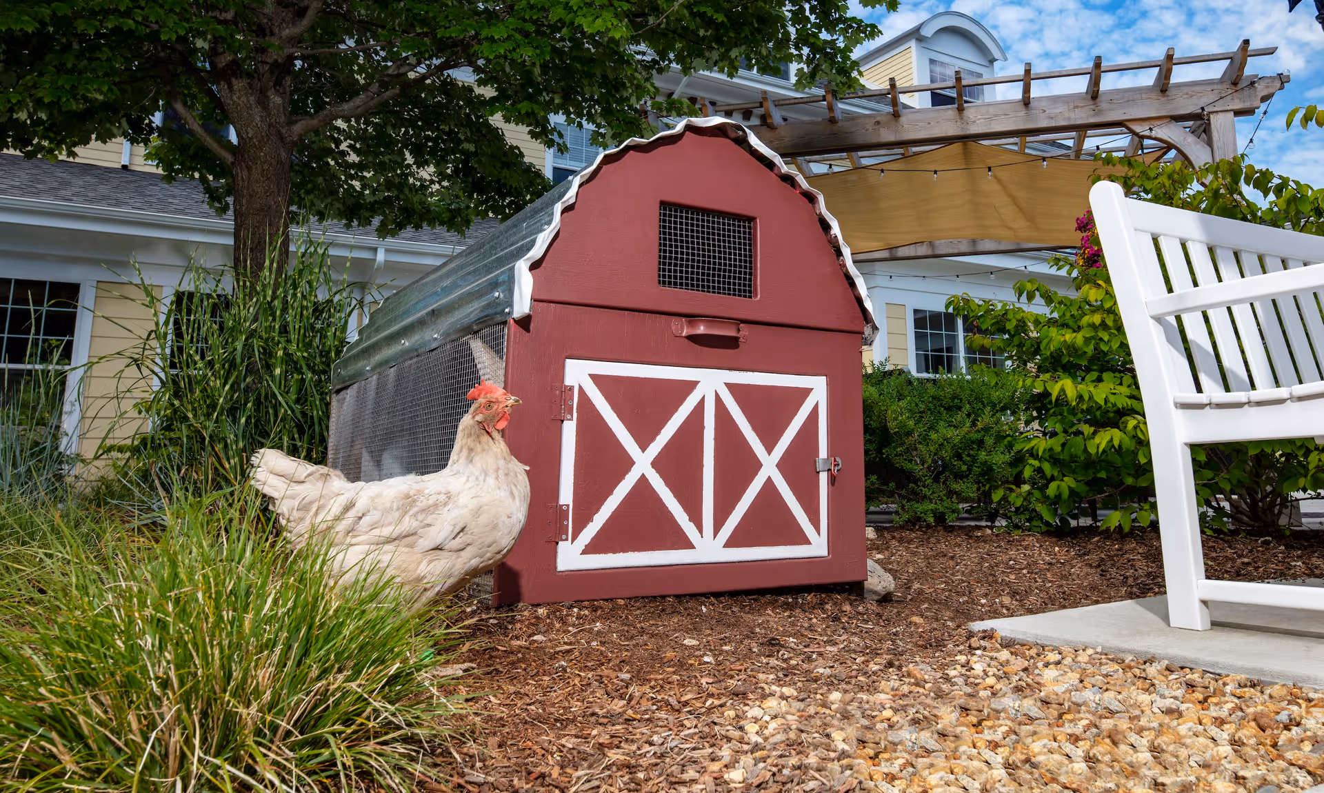 A white chicken standing on mulch near a small red and white chicken coop in a garden area with green plants, a tree, and a white bench. A building with yellow siding and white trim is visible in the background under a partly cloudy sky.