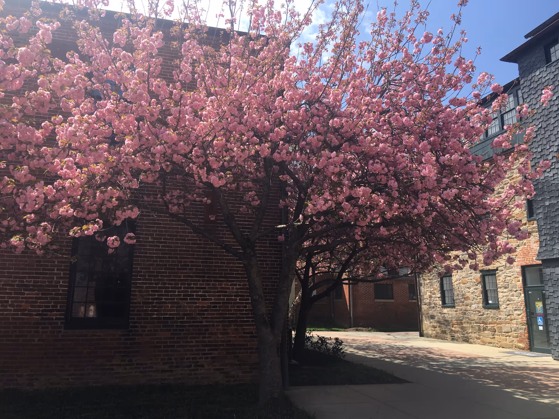 Pink flowering trees shade a brick exterior courtyard at a senior facility.