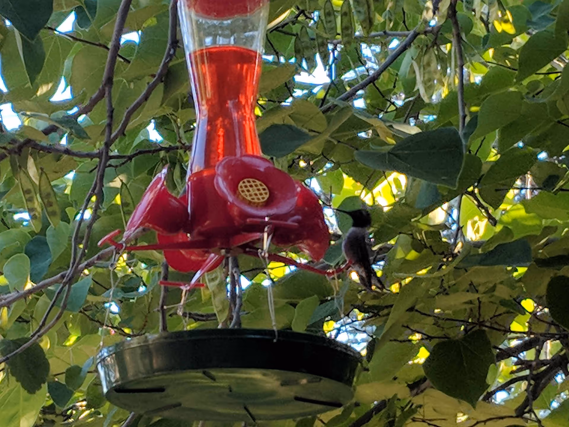 Red hummingbird feeder hangs among green leaves with a small bird nearby.