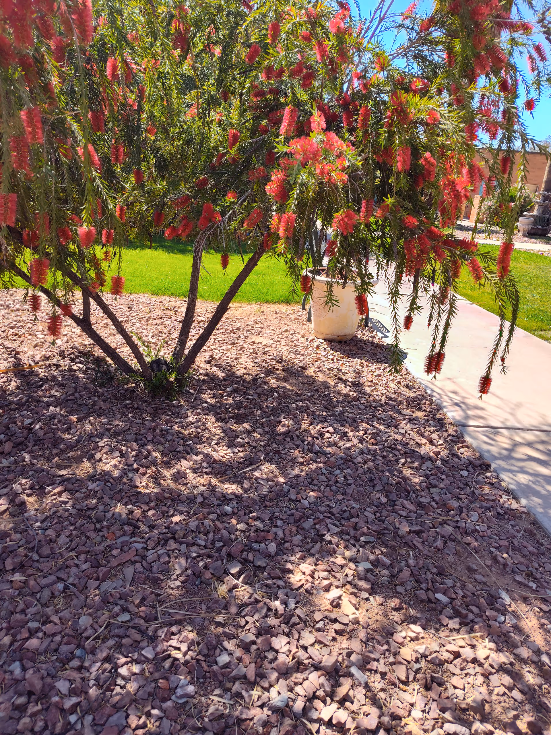Desert landscape with pink bottlebrush tree, mulch, and a concrete sidewalk.