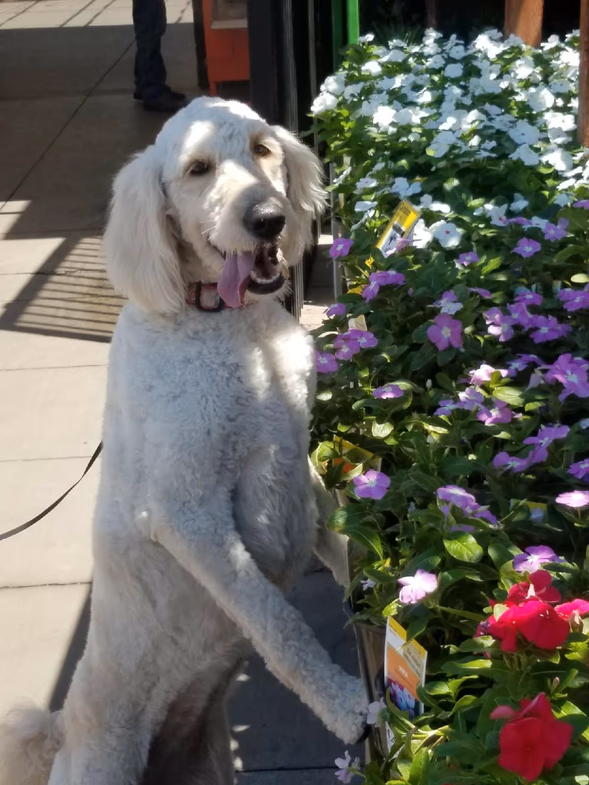 A white poodle on a leash beside blooming flowers outside a facility entrance.