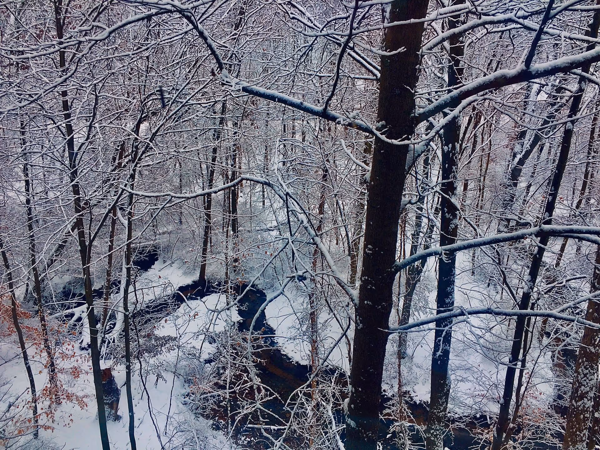 Snow-covered forest with bare trees and tangled branches in winter.
