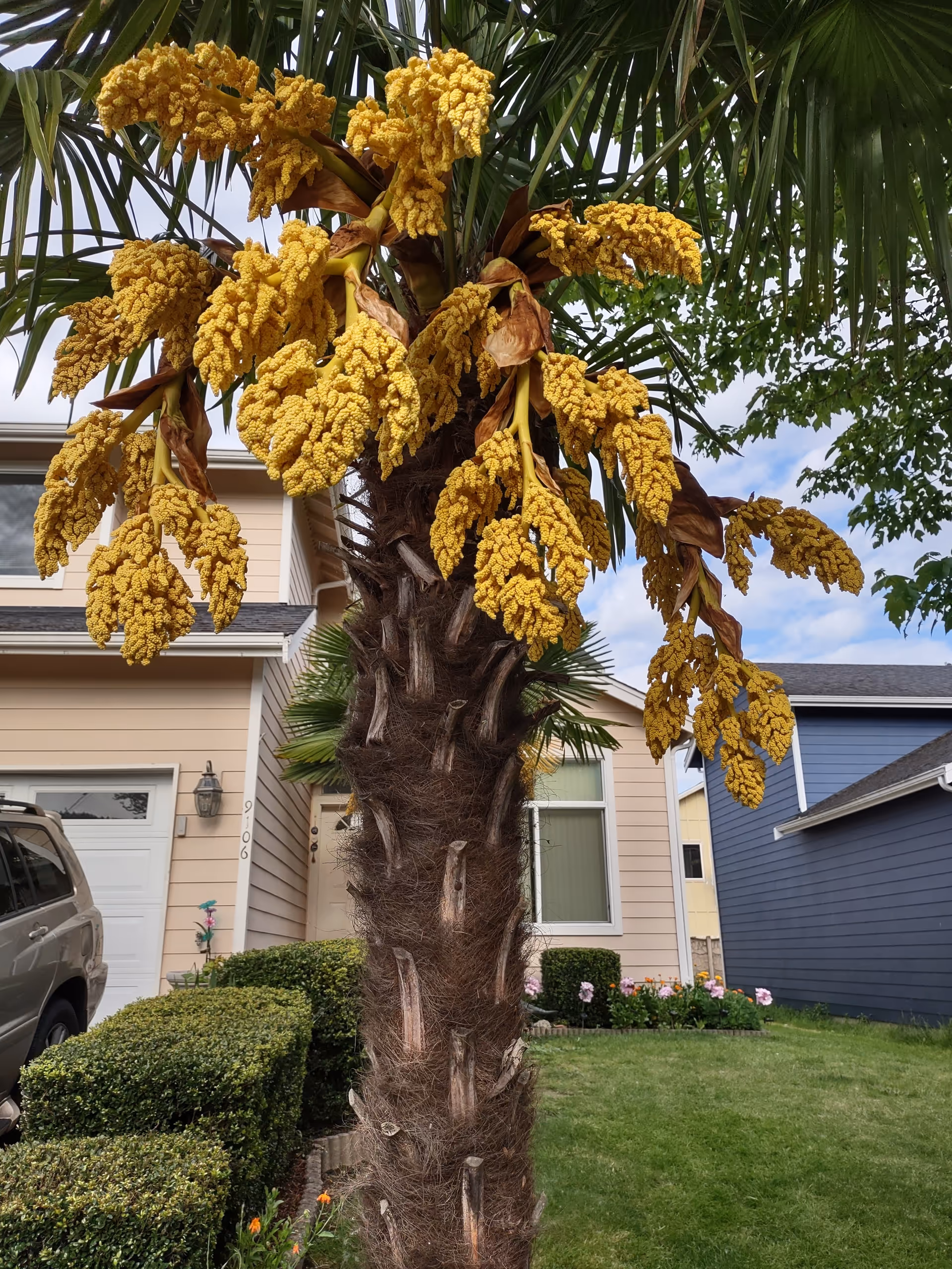 Tall palm tree with large yellow flowering clusters in a suburban front yard