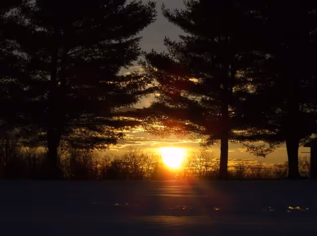 Sunset scene between silhouetted trees over snow with orange glow on horizon.