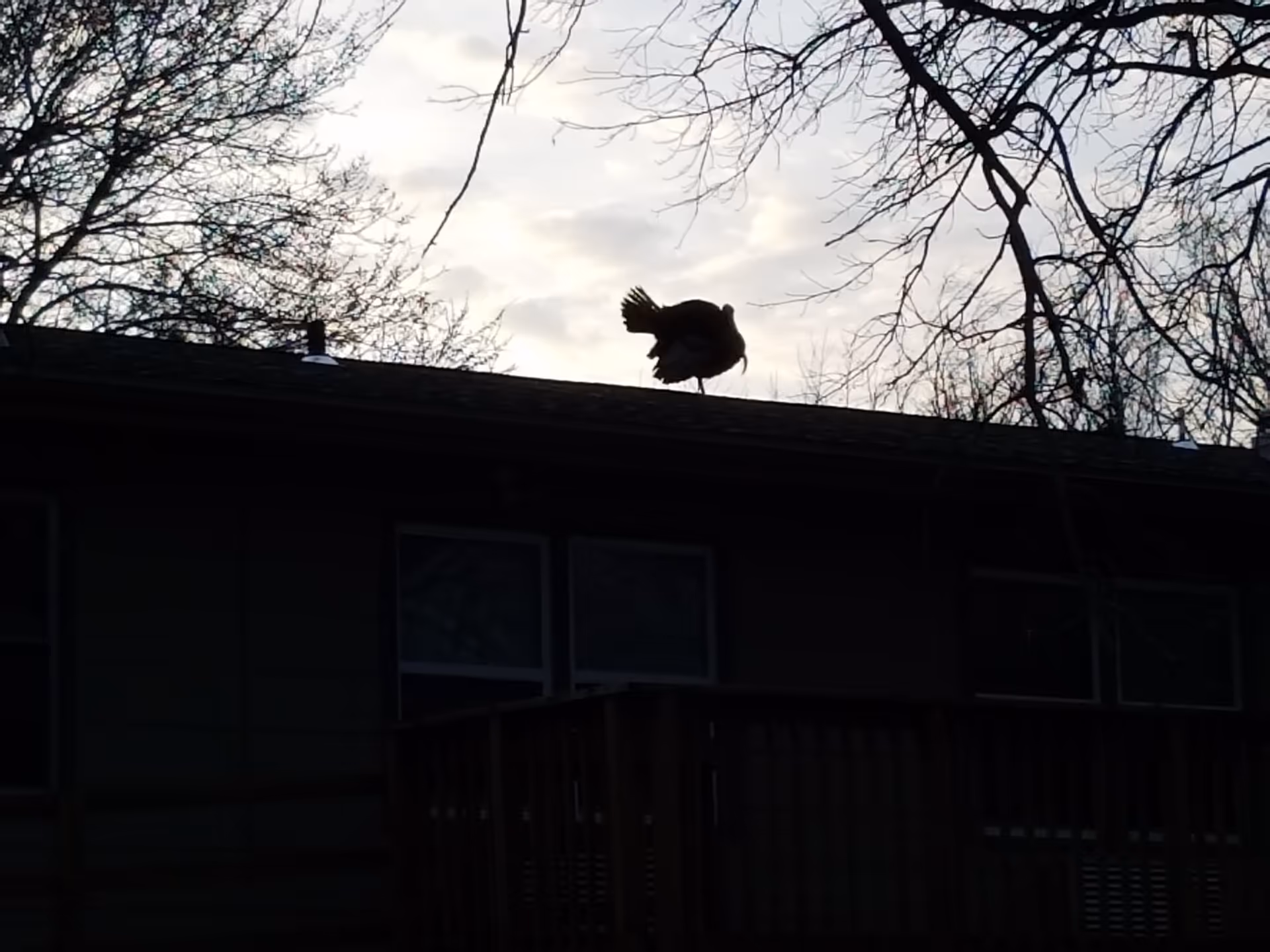 Silhouette of a bird standing on one leg on the roof of a building with bare tree branches and a cloudy sky in the background.