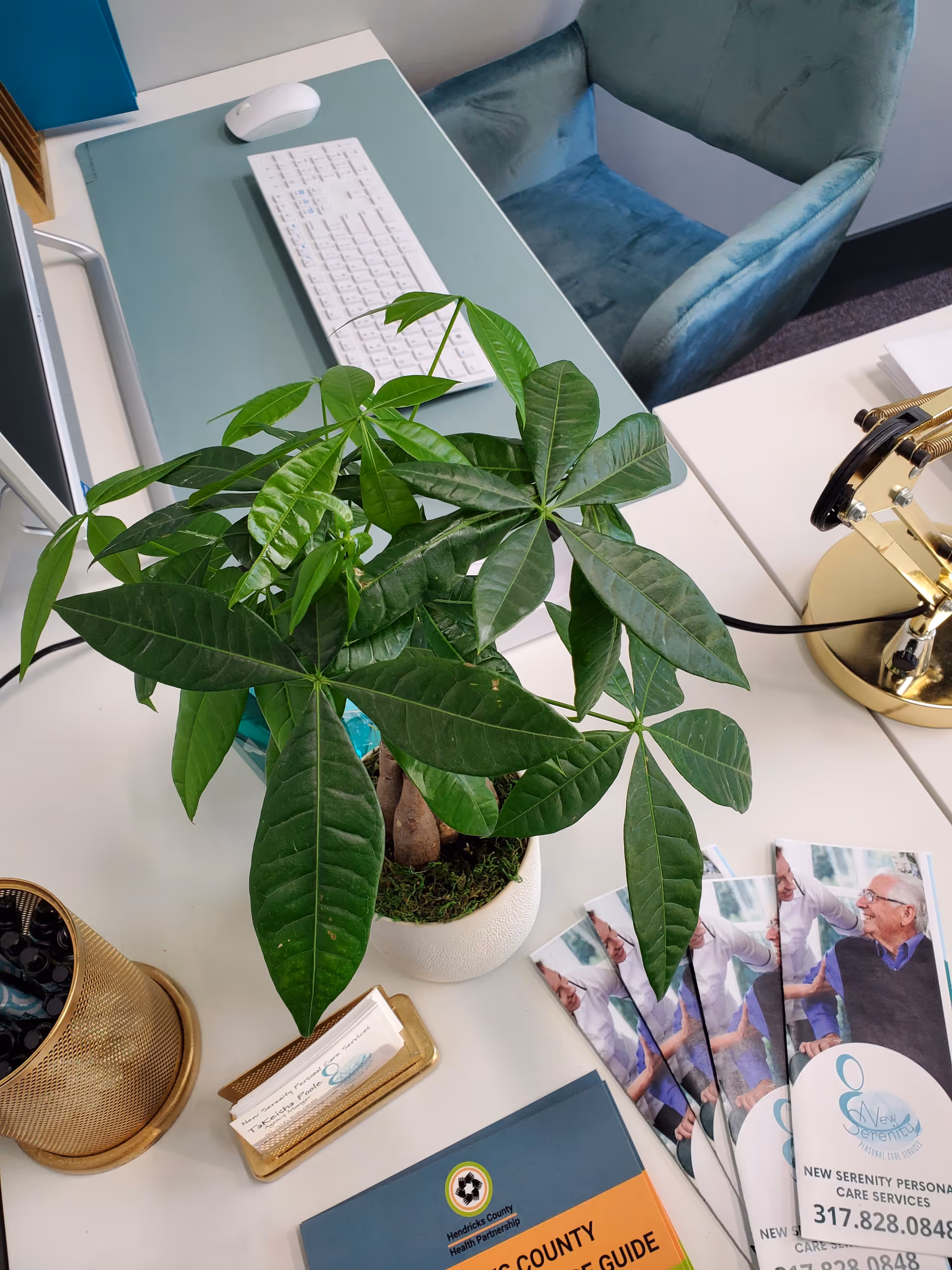 Office desk with green plant, keyboard, mouse, brochures, and a blue chair in an interior.