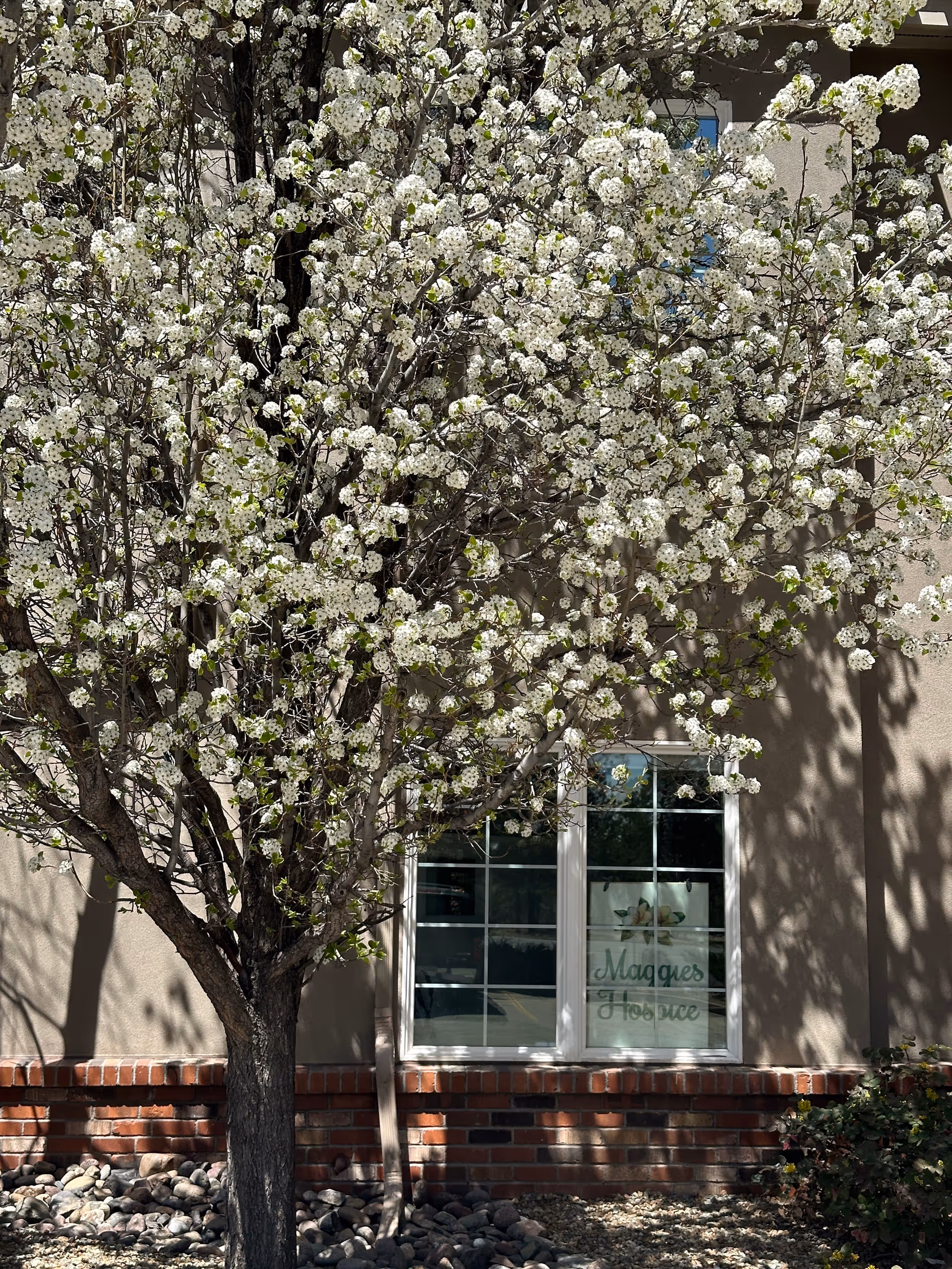 Flowering tree in bloom beside a beige building with a window labeled Maggie's Hospice.