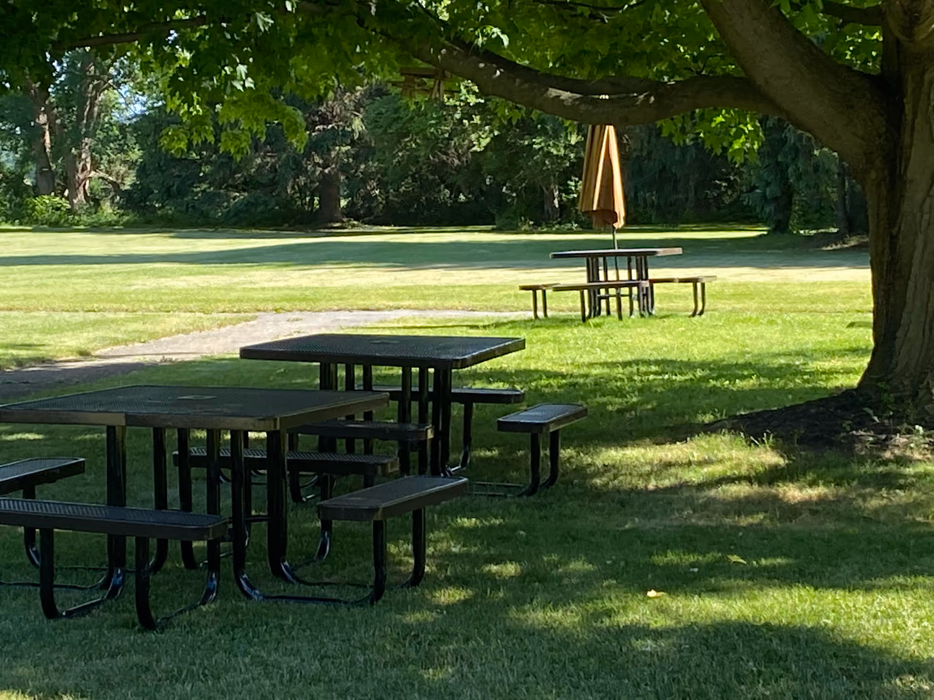 Outdoor grassy area with wooden picnic tables and shade from a large tree.