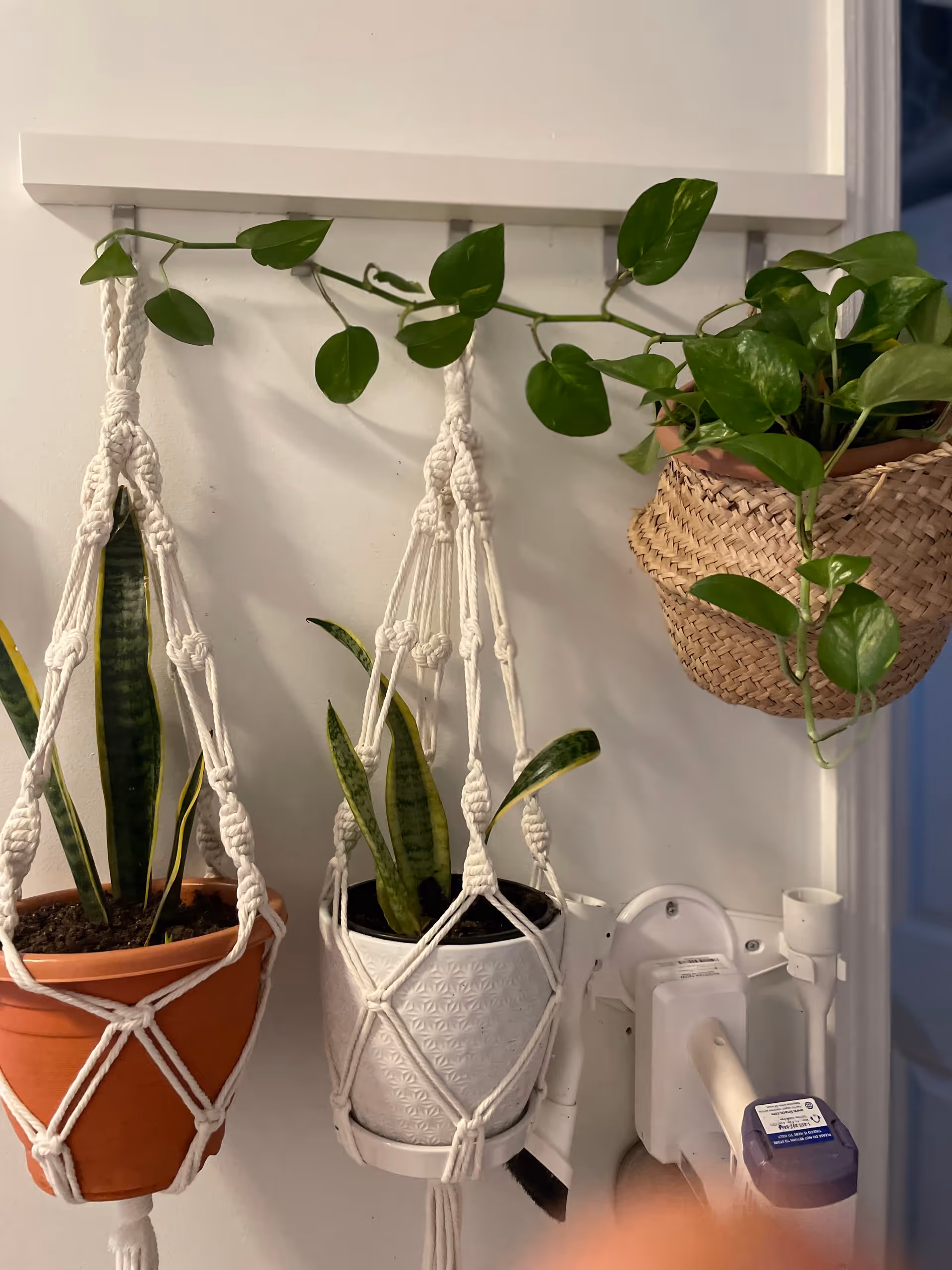 Indoor wall featuring hanging planters in macrame holders and a woven basket planter.