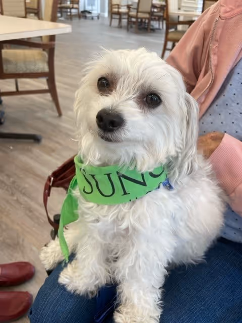 Small white dog wearing a green bandana sits on a person's lap in a dining room.
