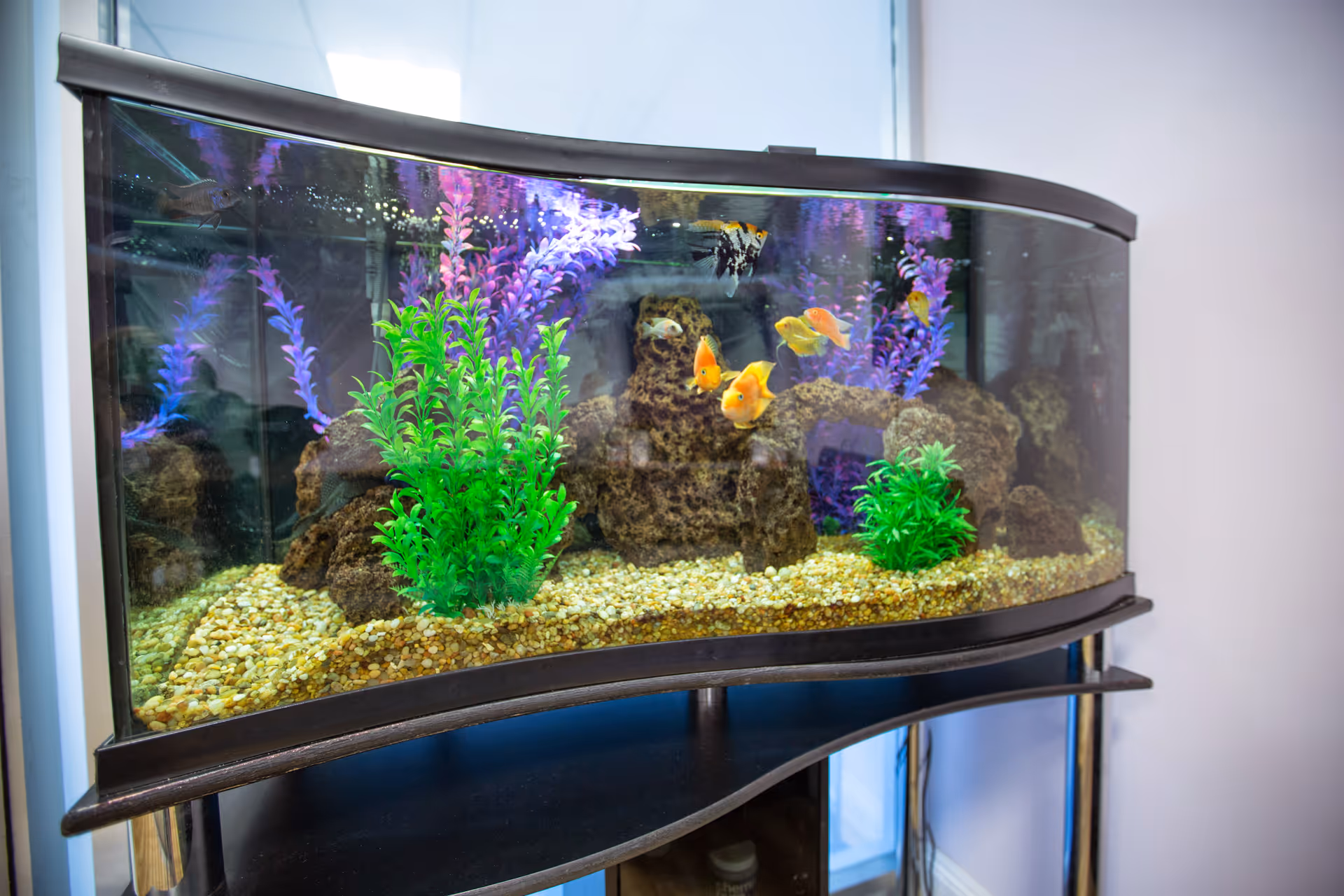 Curved aquarium with colorful fish and rocks sits on a stand inside a facility.