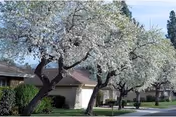 Front exterior of Leisure Village - Camarillo with blooming trees and a driveway.