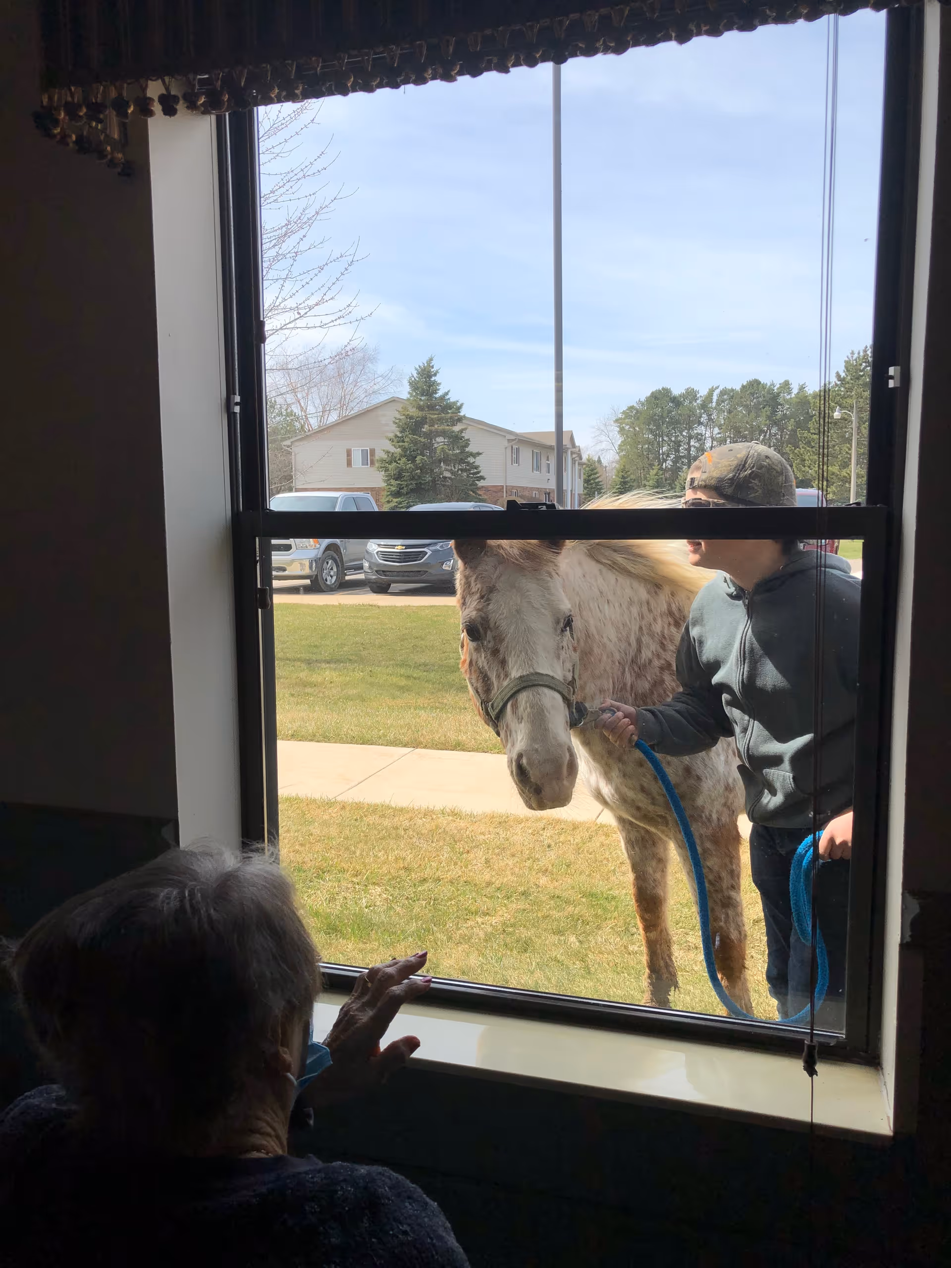 An elderly person inside a building is looking out a window at a young person holding a horse on a leash outside on a grassy area with houses and cars in the background.