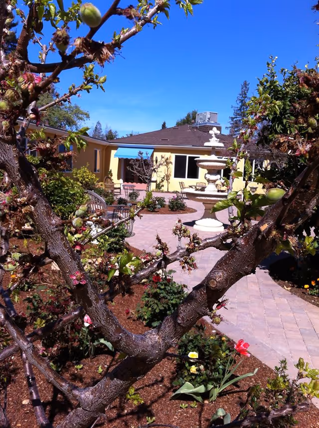 View of a garden courtyard with a paved walkway, flowering plants, and a large tree branch in the foreground. In the background, there is a yellow building with a blue awning and a white multi-tiered fountain under a clear blue sky.