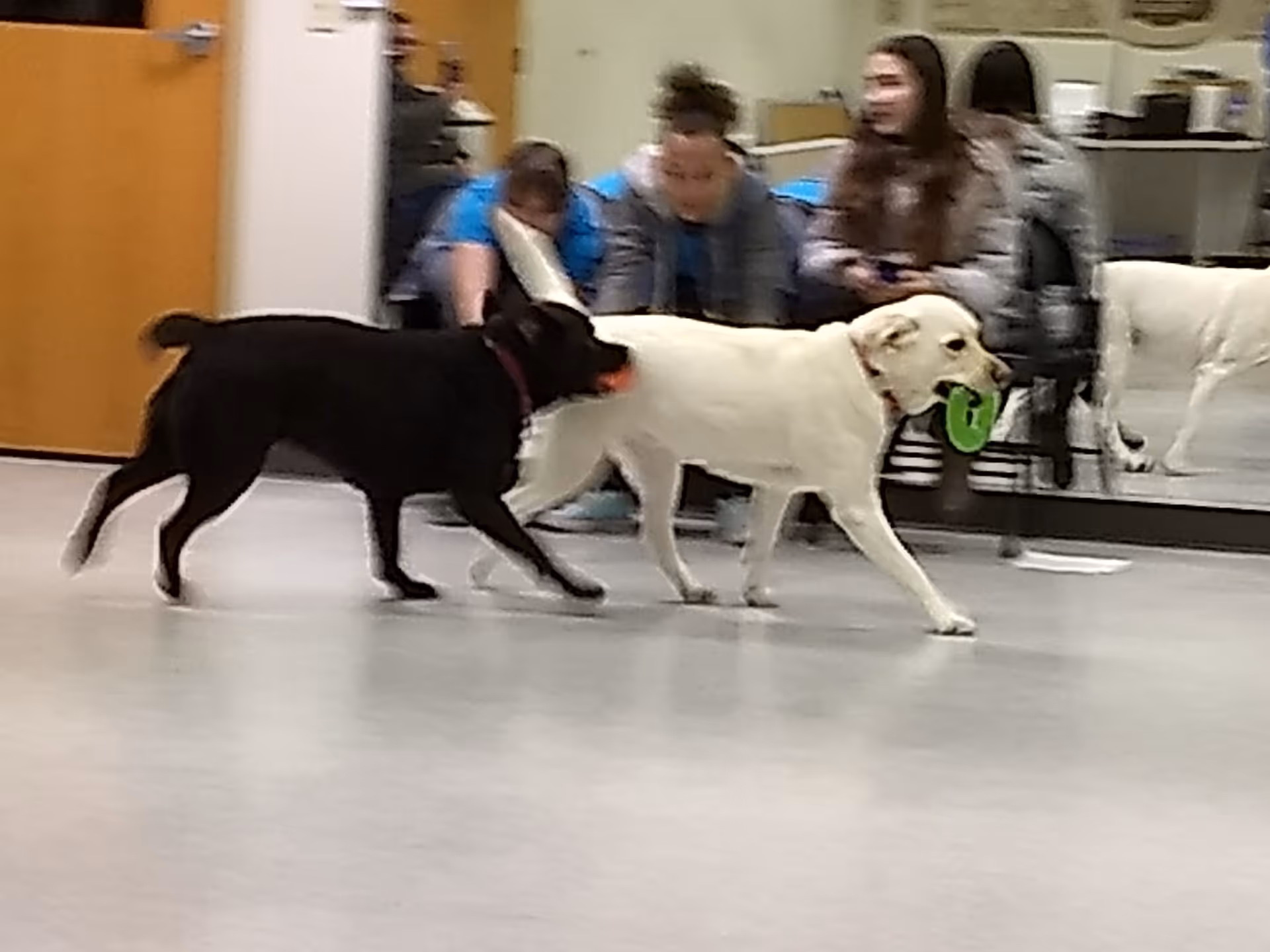 Two dogs walk indoors while residents watch in a facility hallway.