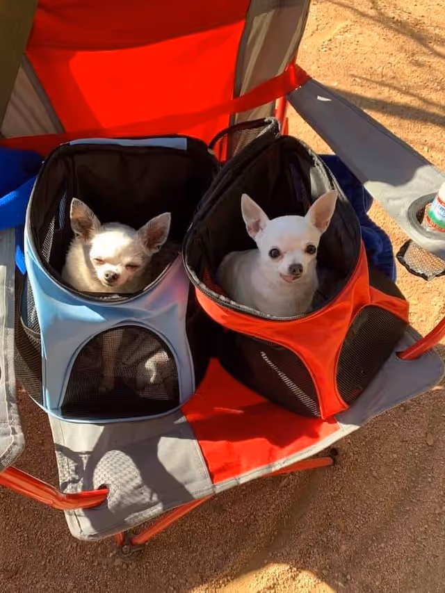 Two small dogs sit in mesh-front carriers inside a red outdoor tent setup.