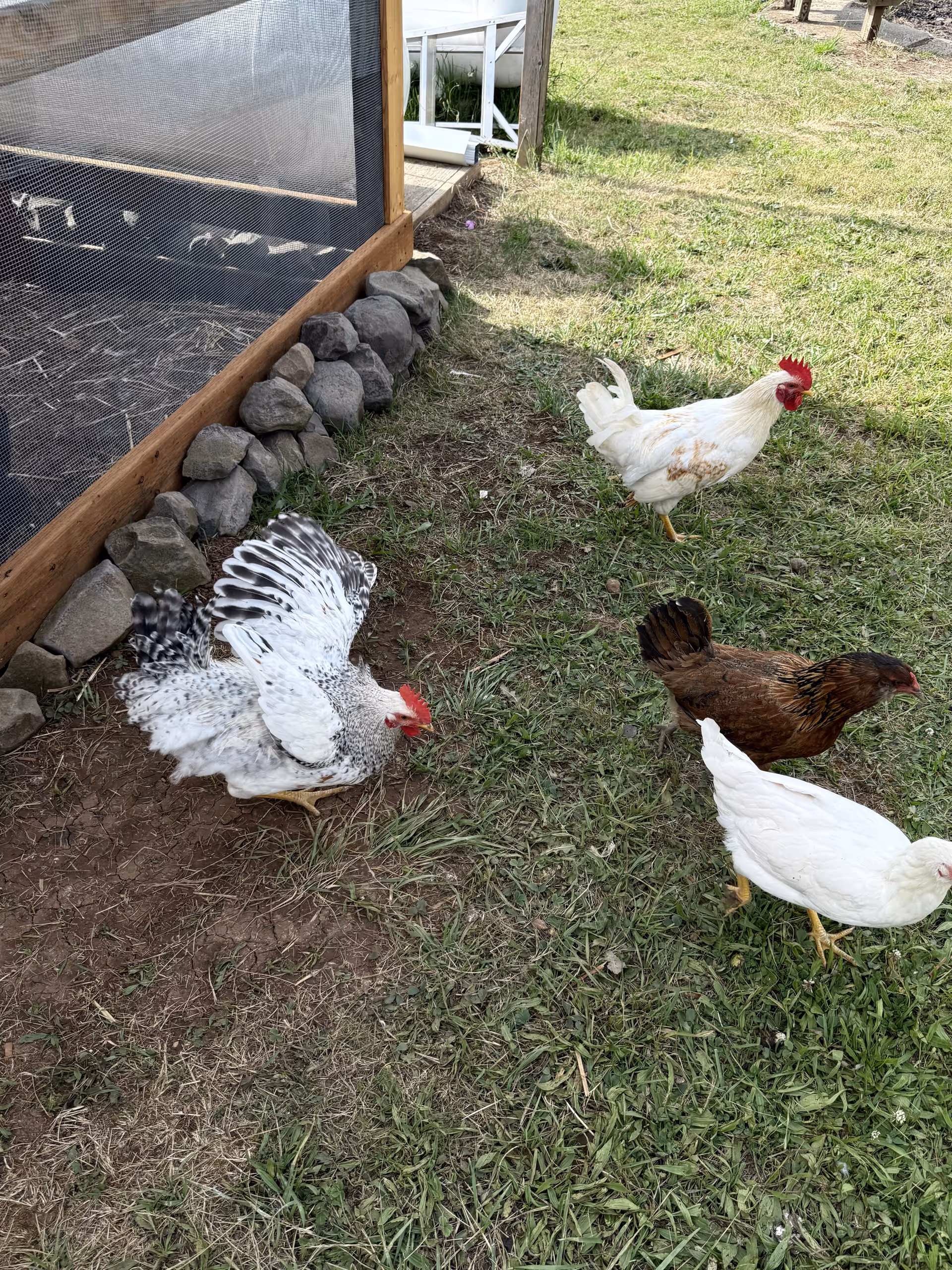 Several chickens roam a grassy yard beside a wooden-framed coop.