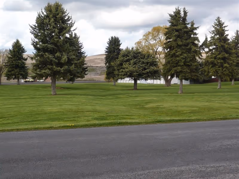 A grassy lawn with several tall evergreen trees and a paved road in the foreground.