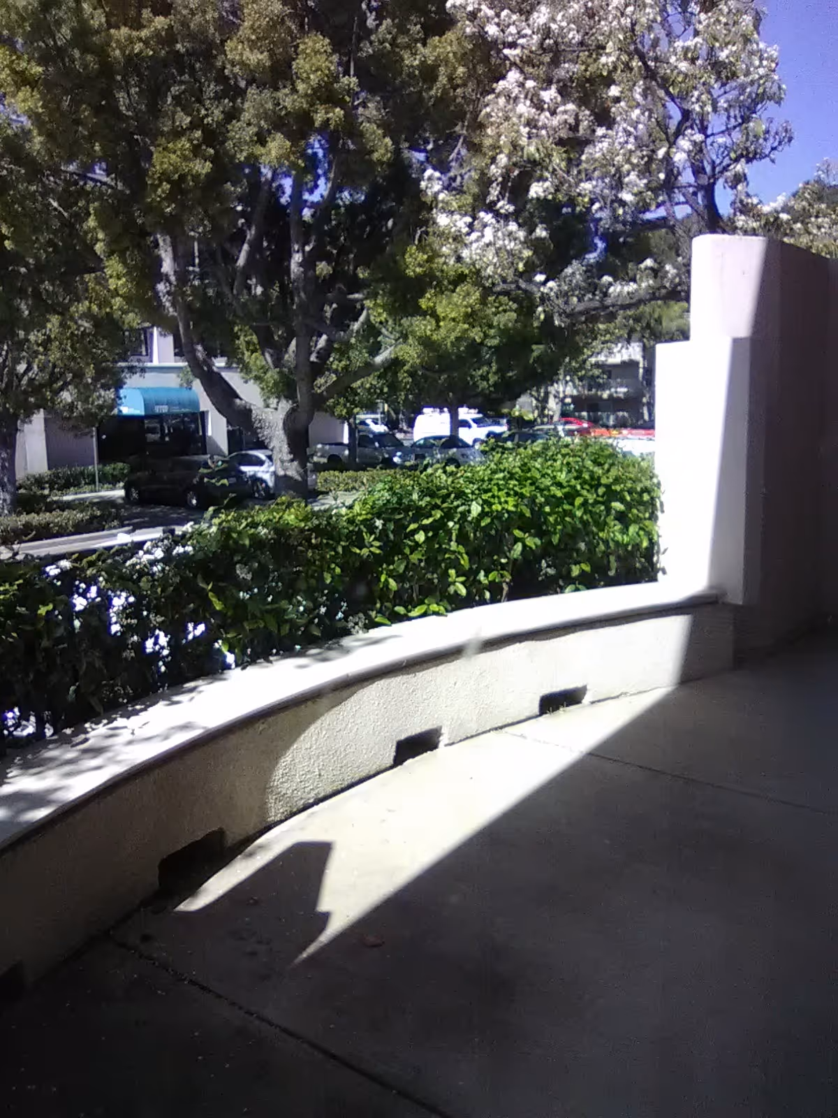 Outdoor view with curved concrete walkway, hedges, trees, and parked cars.