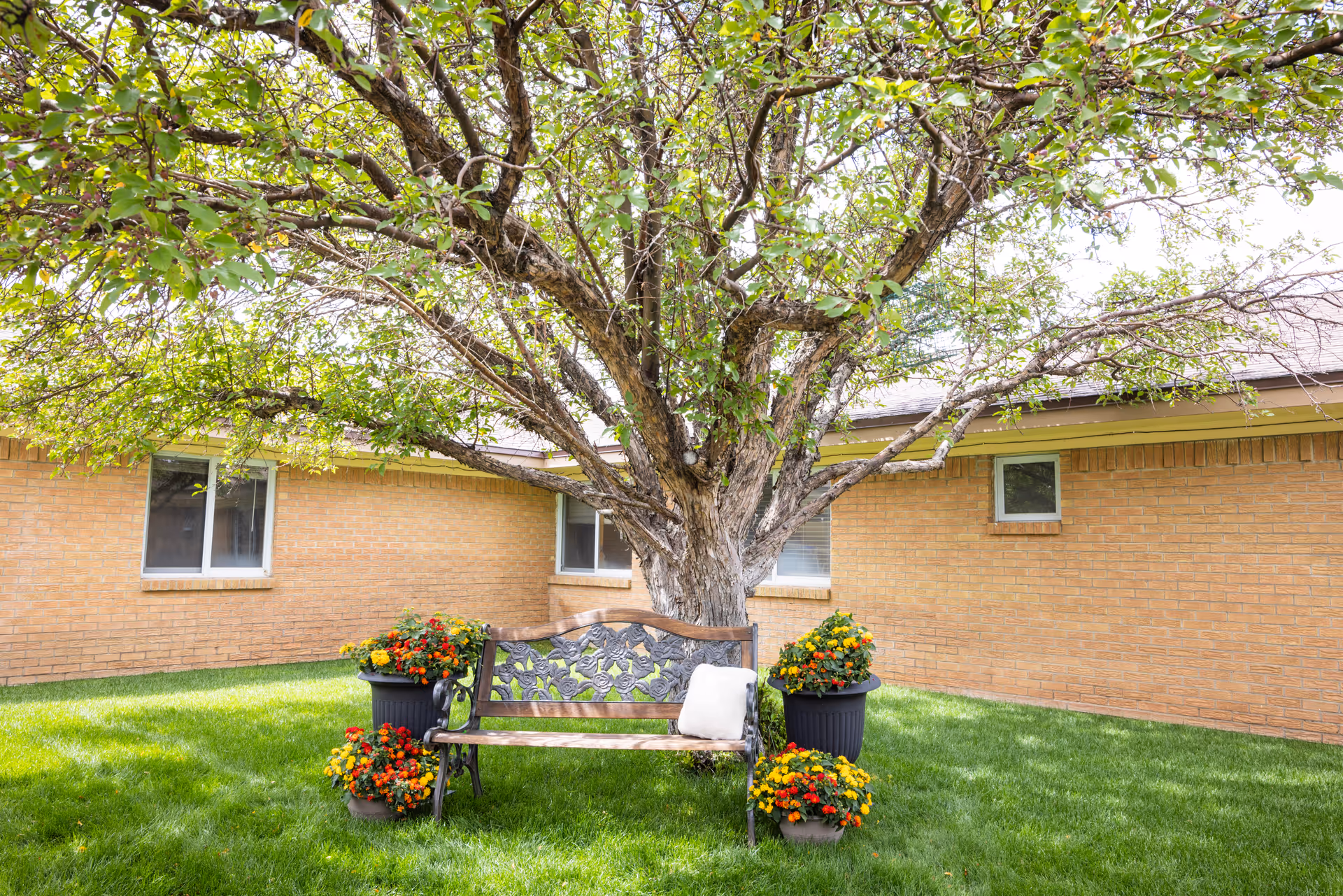 Metal bench under a large tree, flanked by potted flowers in a sunny courtyard.