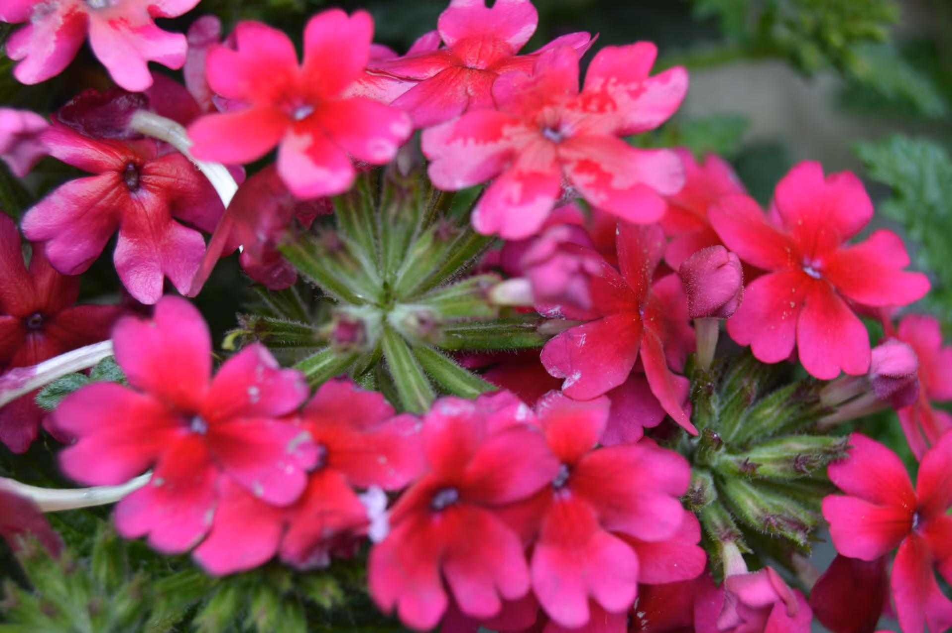Close-up of bright pink and magenta flowers with green centers and foliage.