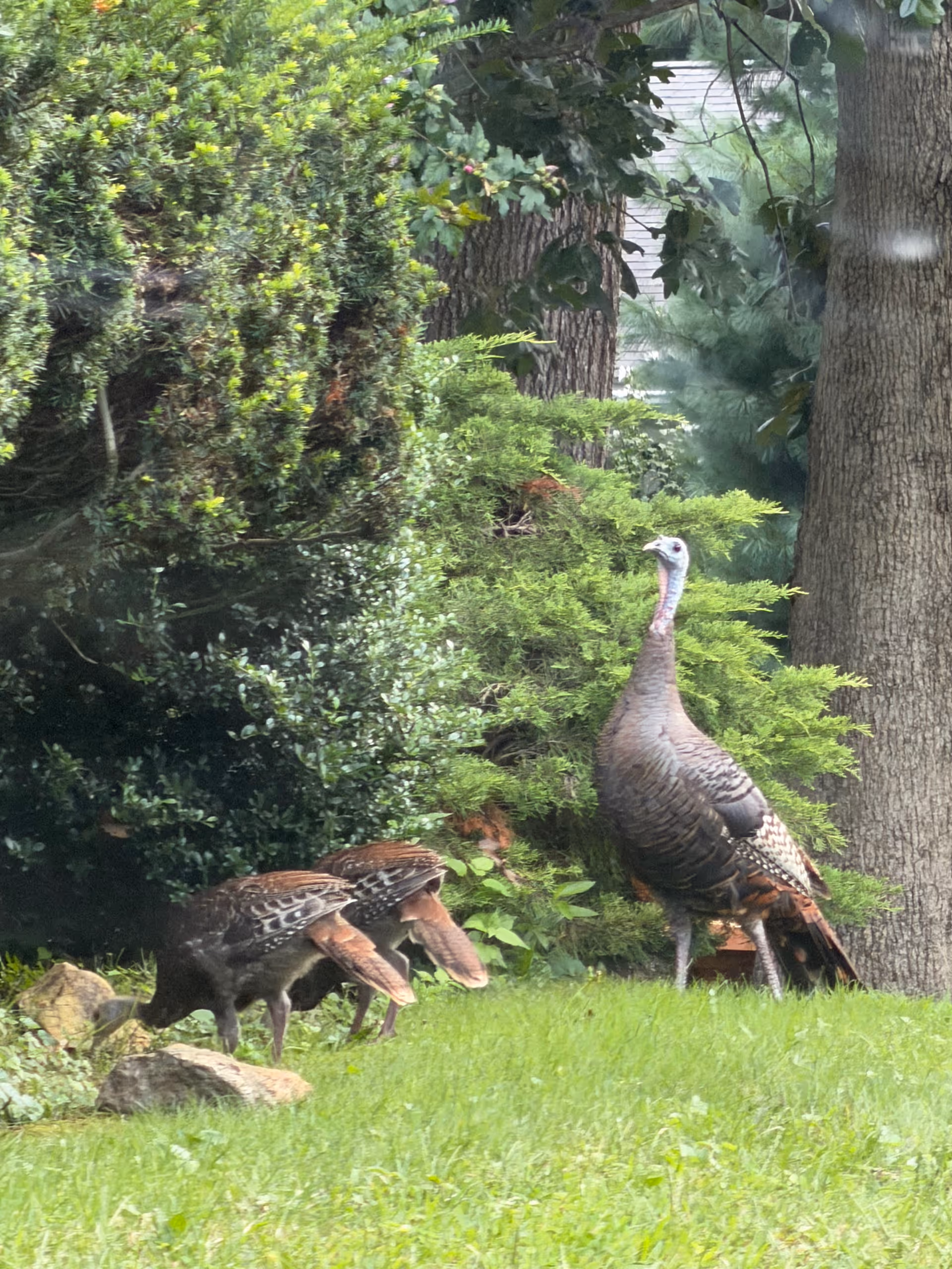 A group of turkeys forages on a grassy lawn beside shrubs and trees.