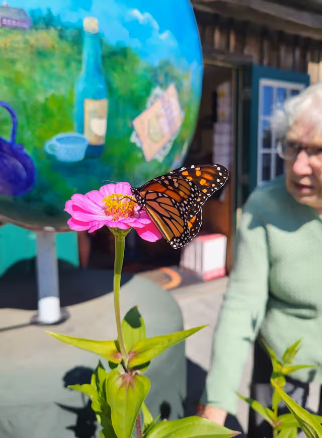 Butterfly resting on a pink flower with an elderly woman in the outdoor background.