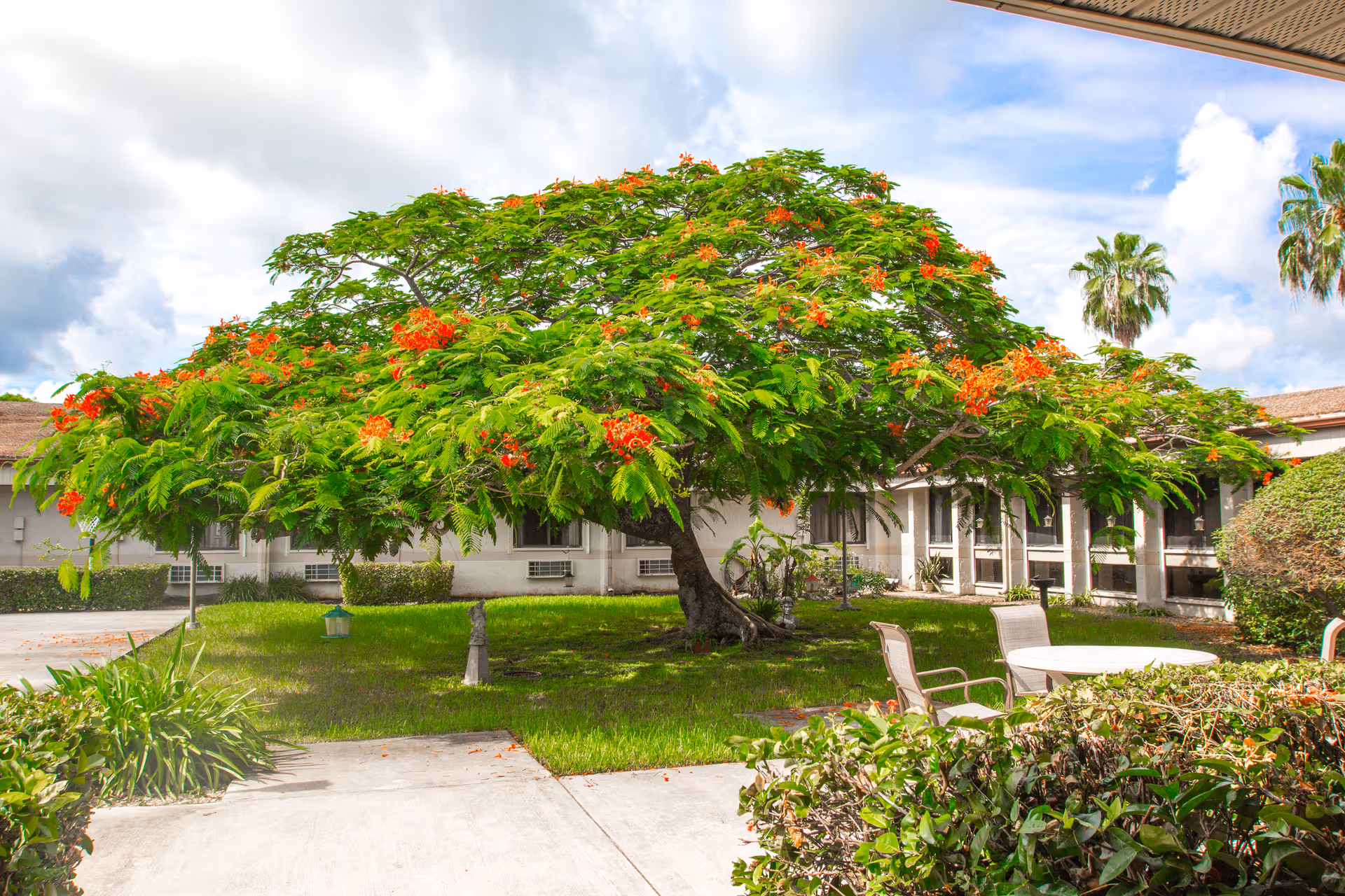 A lush green garden area with a large tree featuring bright orange flowers in the center. Surrounding the tree are trimmed bushes, a concrete walkway, and outdoor seating with a round table and chairs. The background shows a single-story building with windows and air conditioning units under a partly cloudy sky.