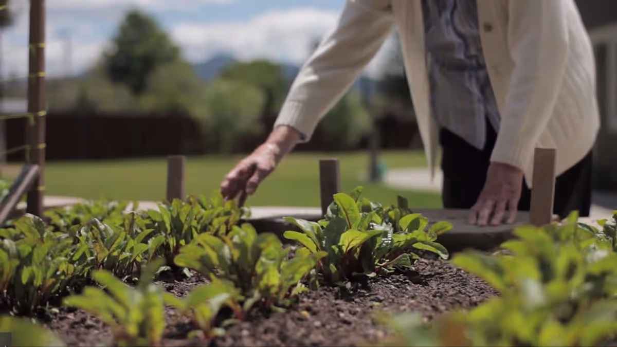 A person tending a raised garden bed outdoors, hands reaching toward leafy plants.