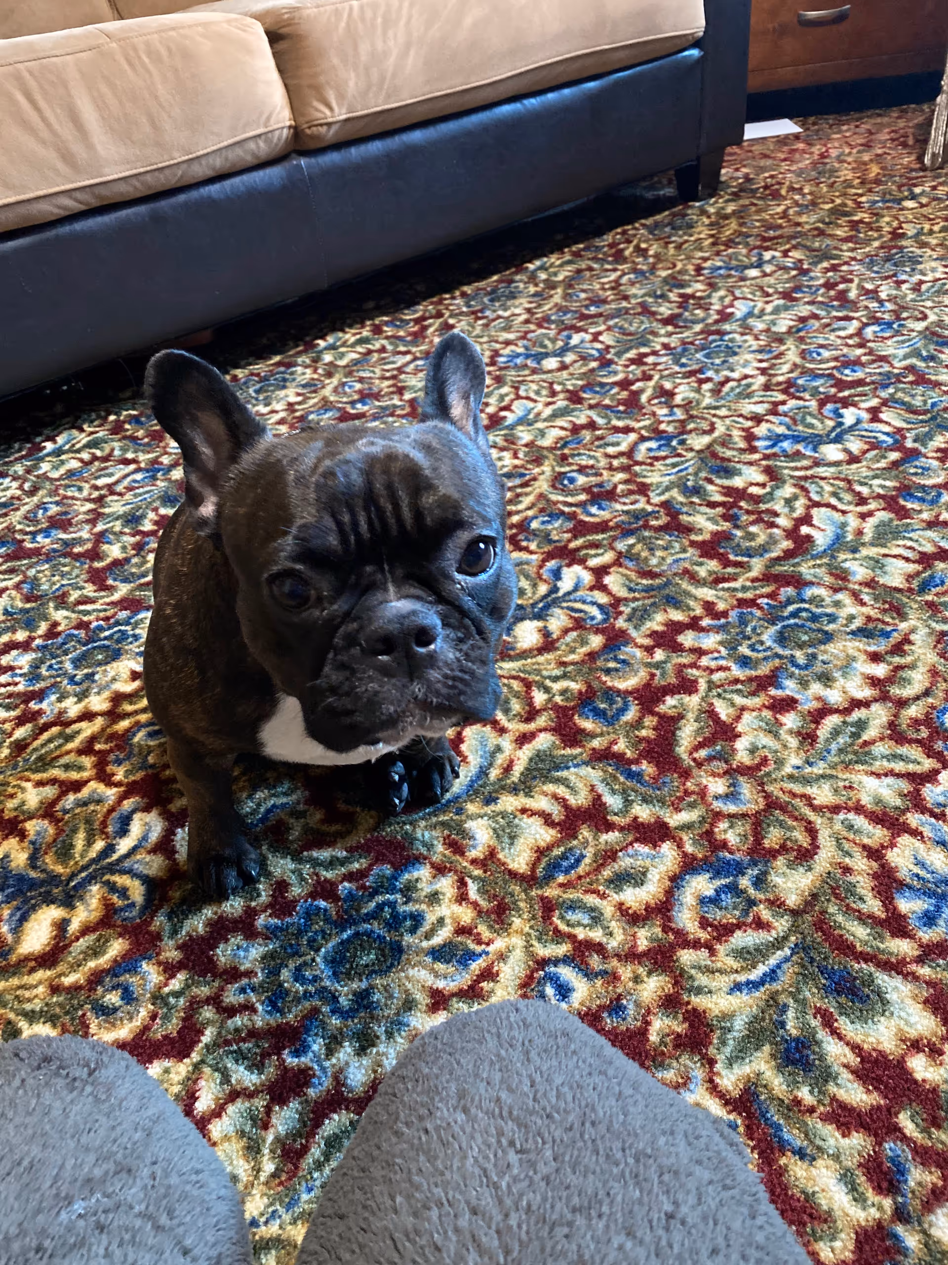 Small dog sits on a colorful patterned carpet in a living room beside a sofa.