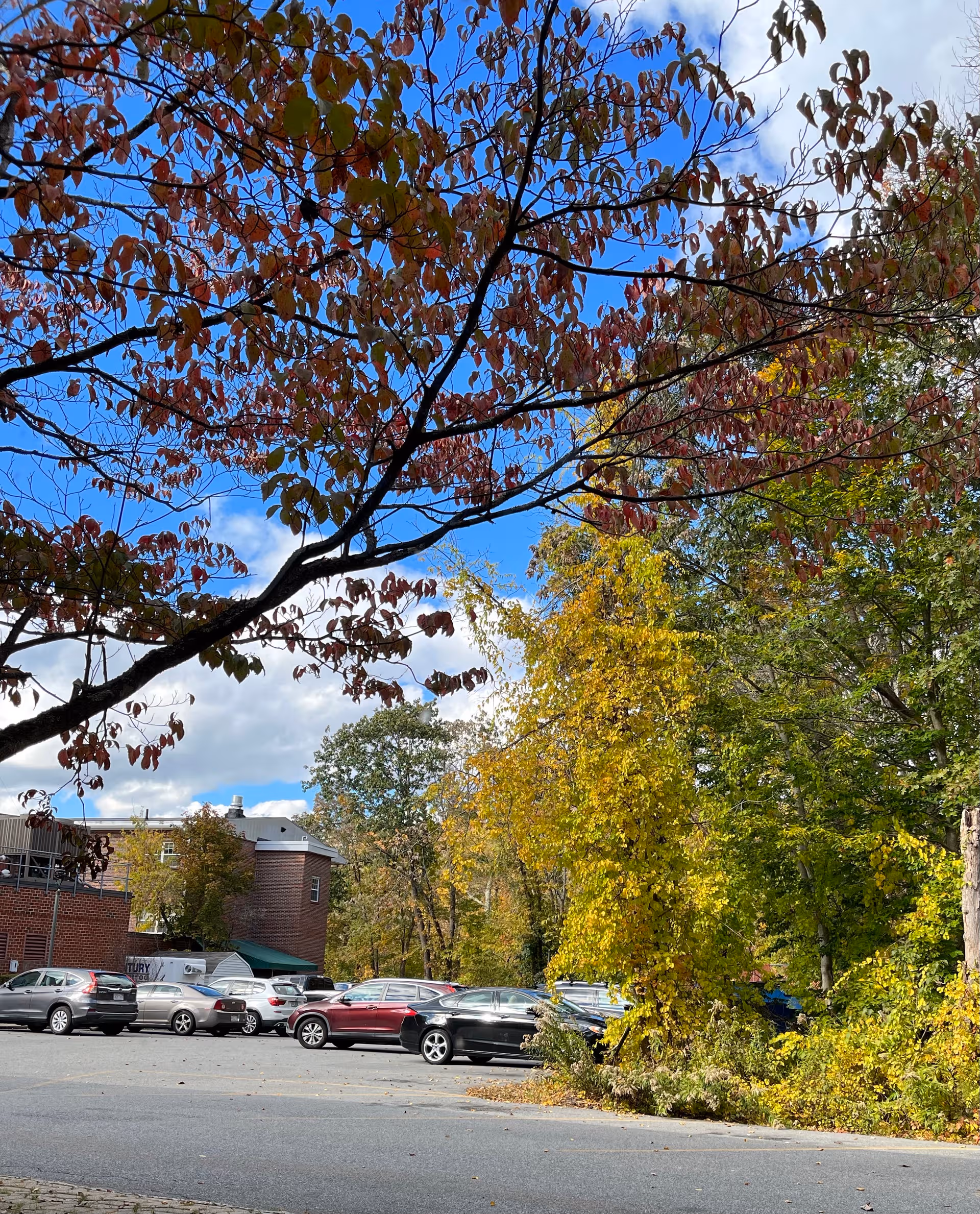 Autumn trees with red and yellow leaves frame a brick building and parked cars.