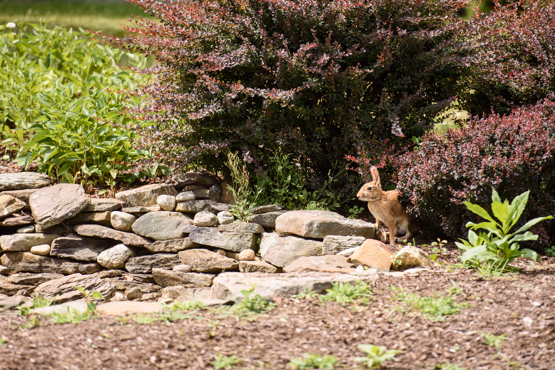A small brown rabbit standing near a stone wall with green and reddish bushes in the background in an outdoor garden area.