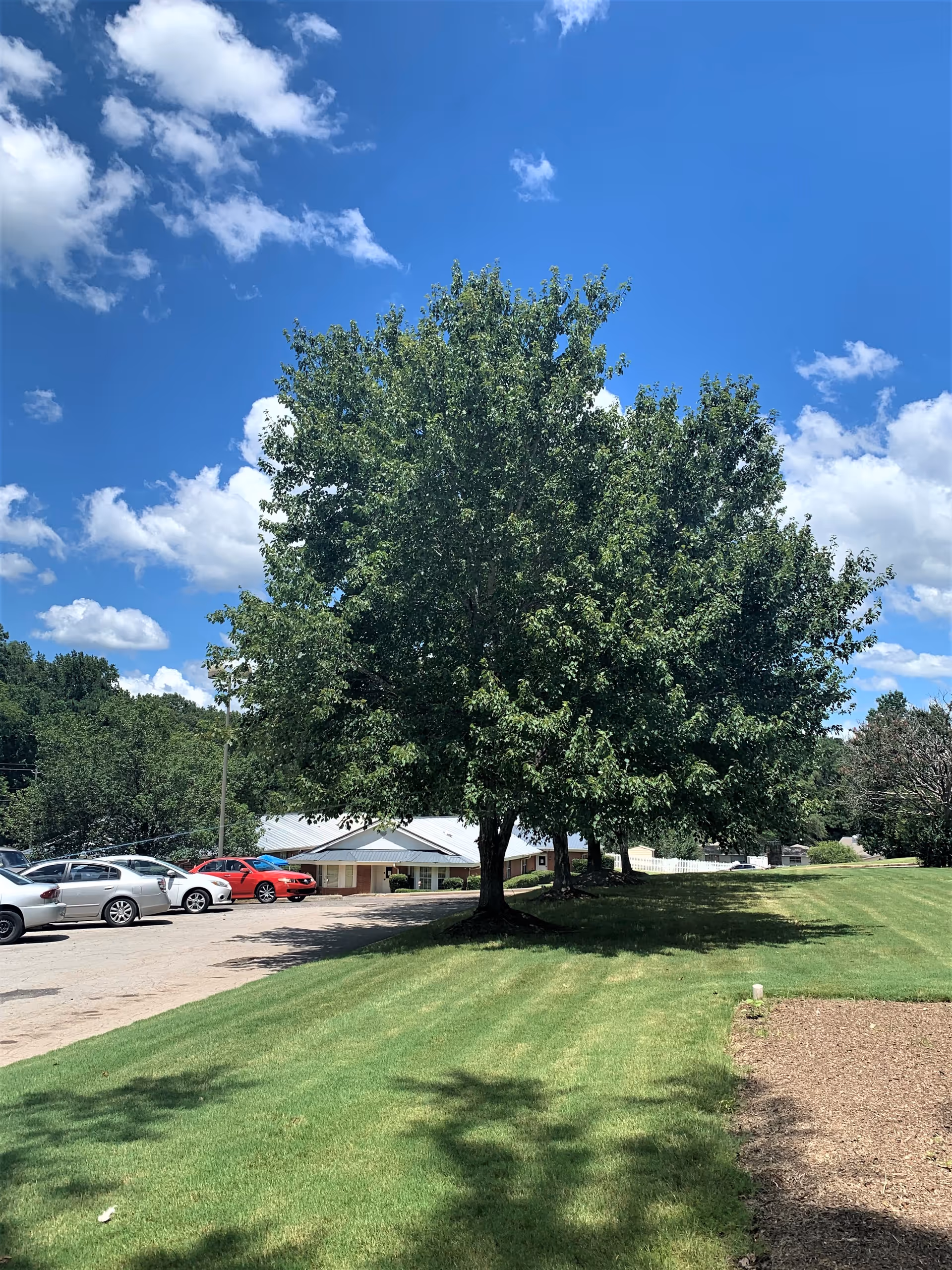 A large tree beside a parking lot and building against a bright blue sky.