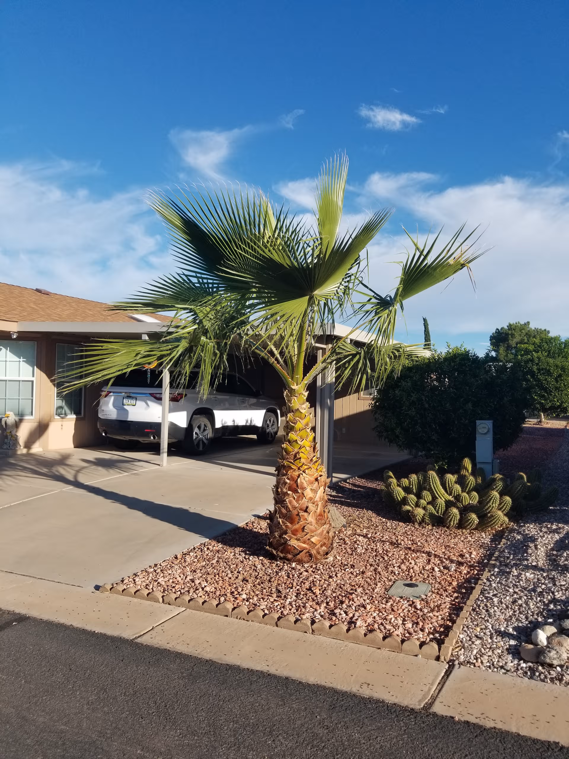 Palm tree with desert landscaping and a parked car in front of a facility.