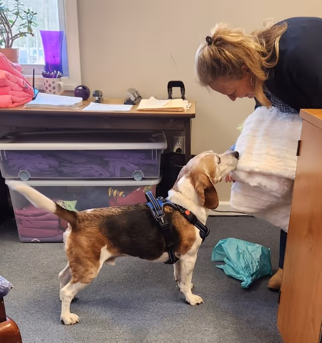 Beagle puppy on a blue harness interacts with a caregiver in a small office room.