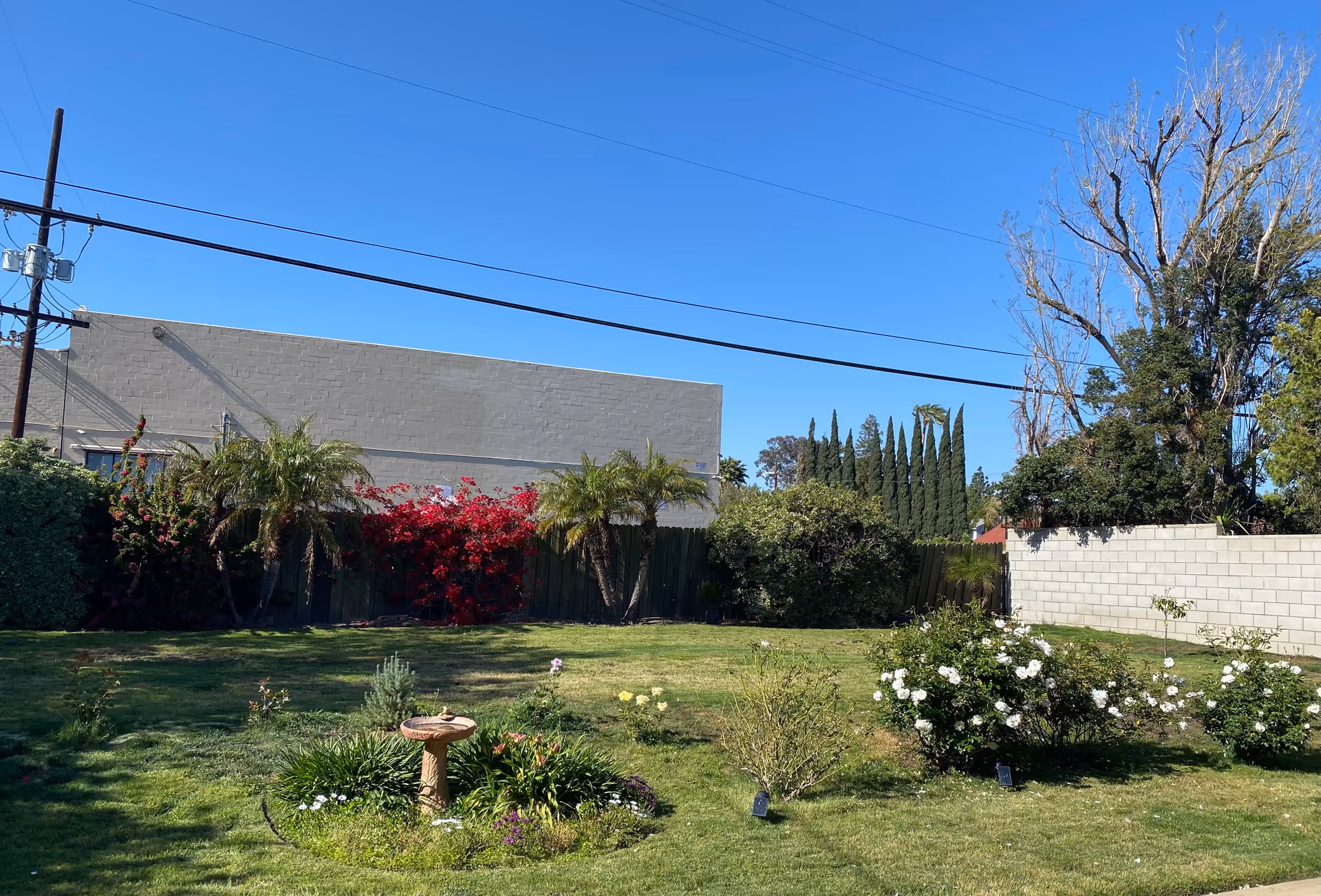 A sunny outdoor garden with lawn, shrubs, roses, and a birdbath near a building