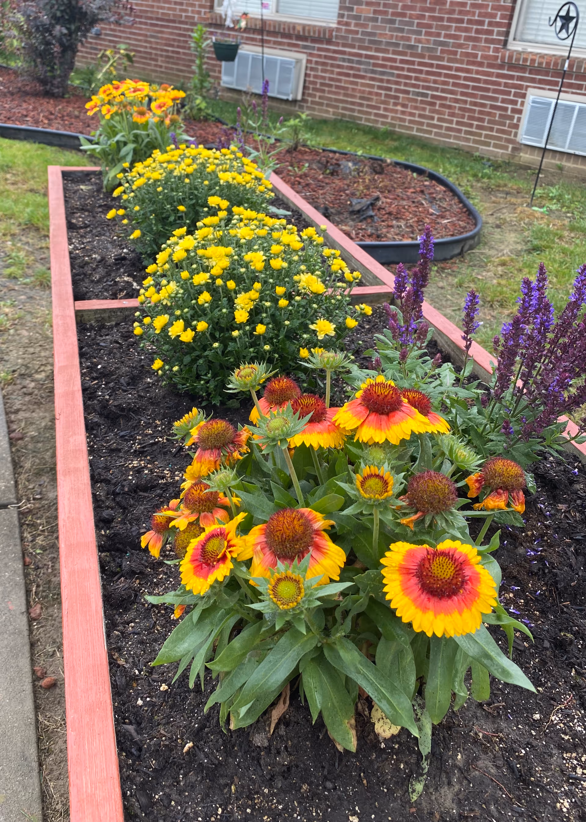 A raised garden bed with vibrant flowers including yellow, orange, and purple blooms, situated outdoors next to a brick building with windows and air conditioning units.