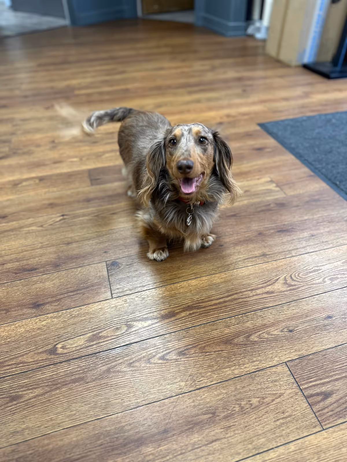 A small, long-haired dog with a brown and gray coat standing on a wooden floor indoors, looking up with its mouth open and tongue slightly out.
