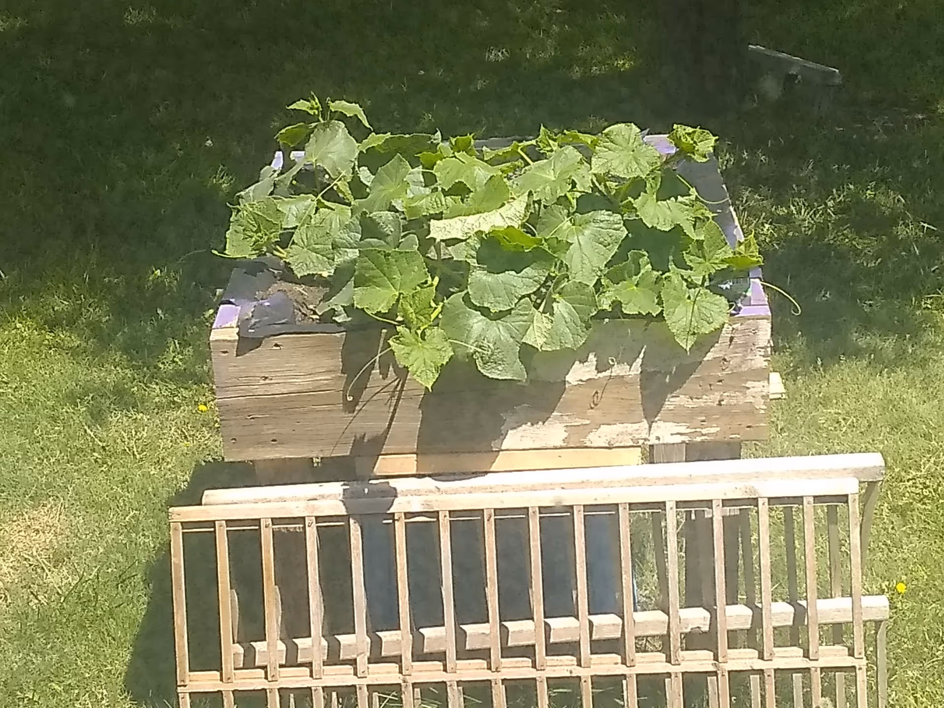 A weathered wooden planter with large green vines sits beside a bench on grassy outdoor area.