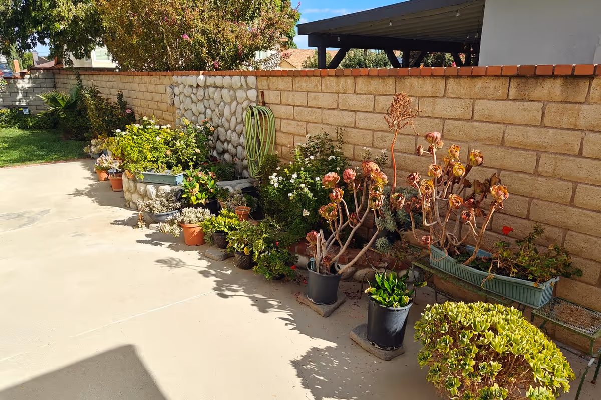 A sunny courtyard with numerous potted plants lining a brick wall.