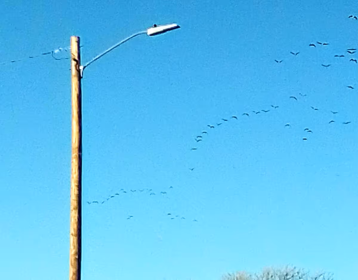 Blue sky with a tall wooden pole-mounted streetlamp and birds flying.