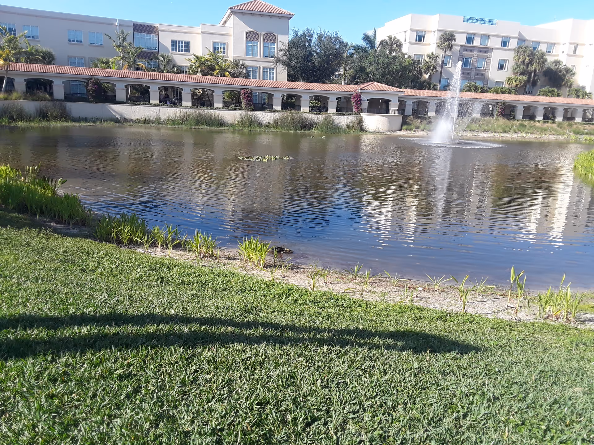 Exterior view of MorseLife Health System buildings with a pond and fountain.