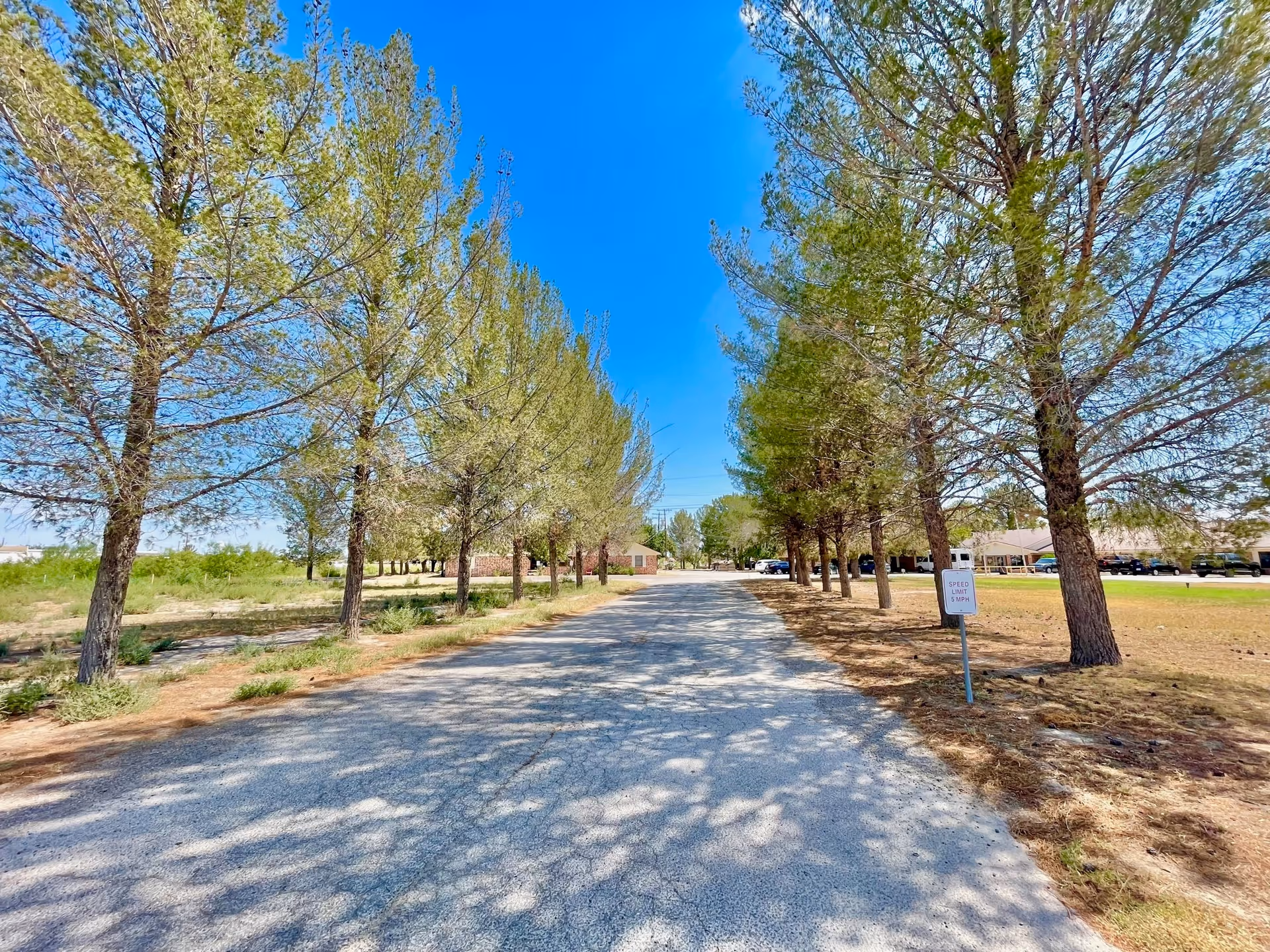 A paved driveway lined with tall pine trees on both sides under a clear blue sky. There is a speed limit sign on the right side of the driveway and some buildings and parked cars visible in the background.