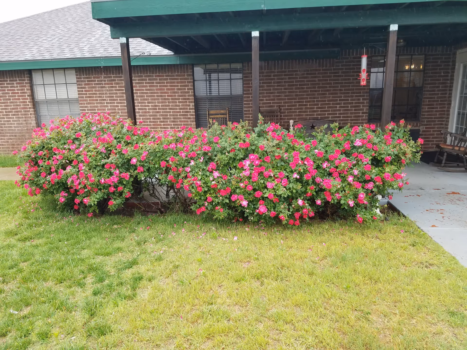 A garden area in front of a brick building with a covered porch. There are vibrant pink flowering bushes along the edge of the porch, green grass in the foreground, and two wooden rocking chairs on the porch.