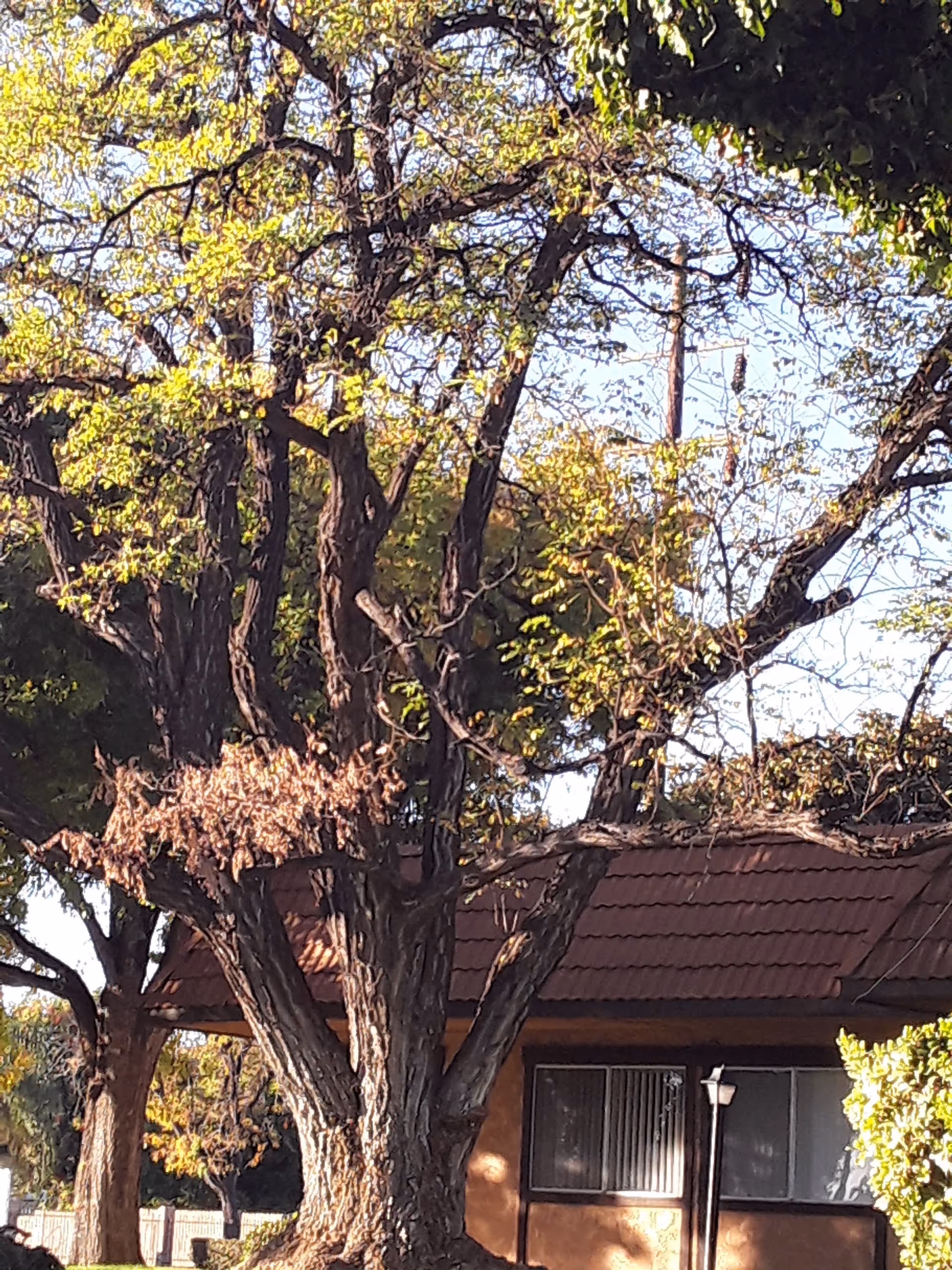 Tall tree in foreground; exterior of Braswell's Mediterranean Gardens with brown-tiled roof and window.