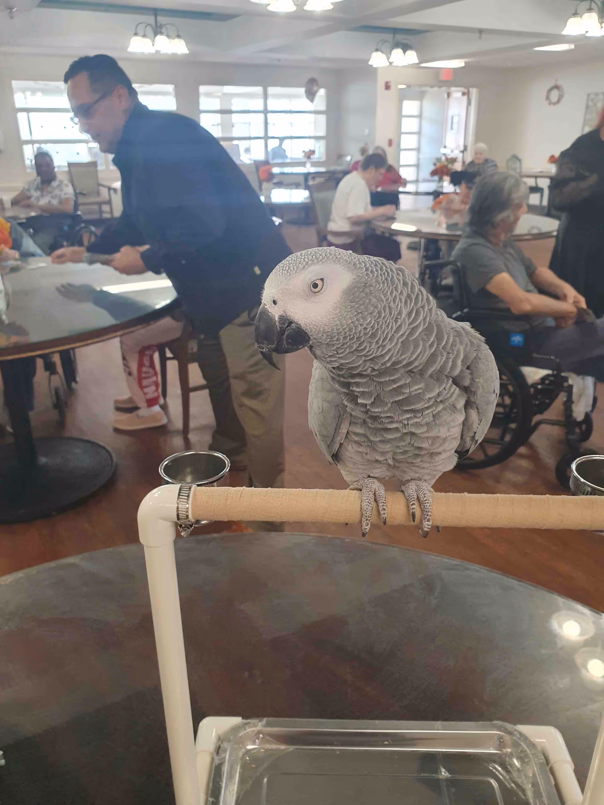 African grey parrot perched on a stand in a busy indoor senior dining area.