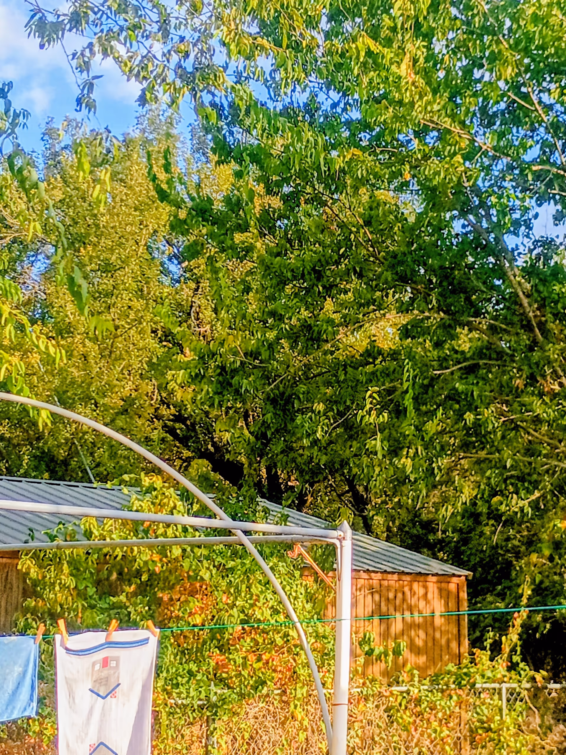 Sunny backyard with trees, a clothesline, and a small shed behind a curved metal frame.