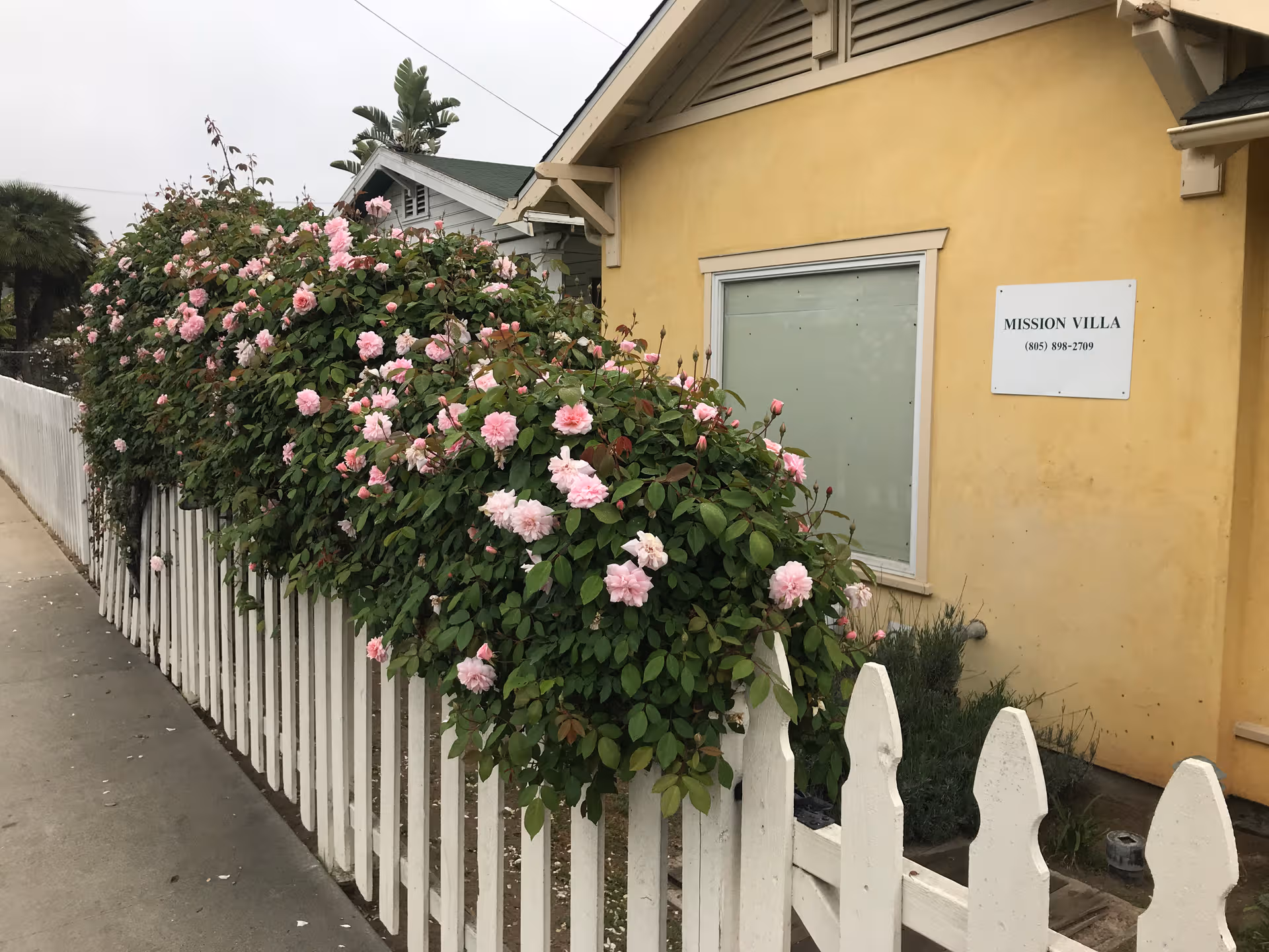 Yellow senior living facility exterior with white fence and blooming pink roses along path