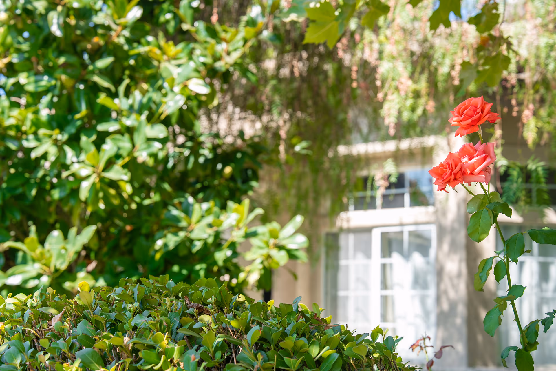 Outdoor courtyard with blooming roses and green hedges near a light-colored building exterior
