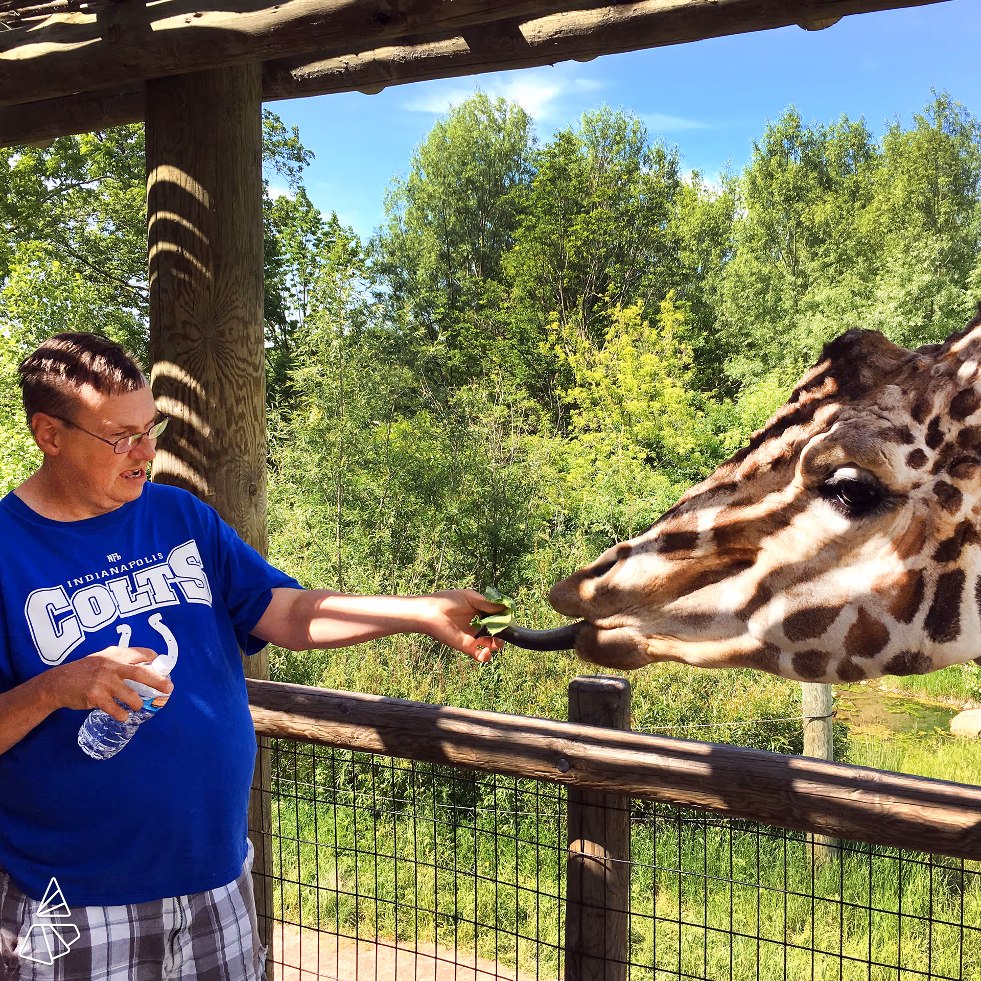 A person feeds a giraffe through a wooden fence at an outdoor enclosure.